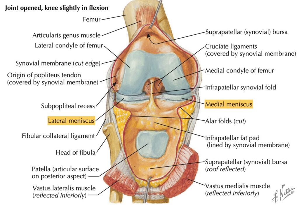 Fonction du ménisque et
anatomie genou