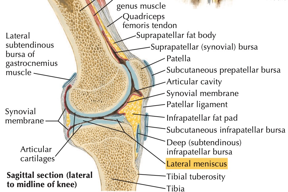 fonction du ménisque et
anatomie genou 2